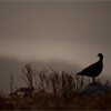 Black grouse Tetrao tetrix, female silhouetted on rock near lek at dawn, Creag Megaidh NNR; Scotland, April